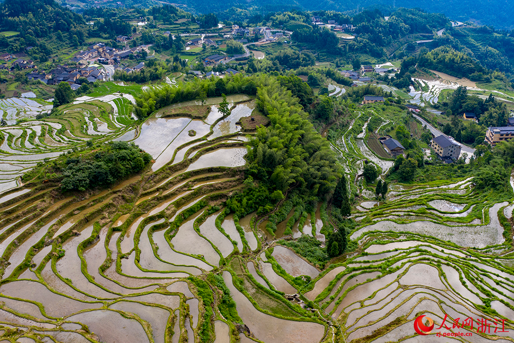 6月10日，空中俯瞰麗水云和梯田，猶如一幅美麗的山水畫卷。人民網 章勇濤攝