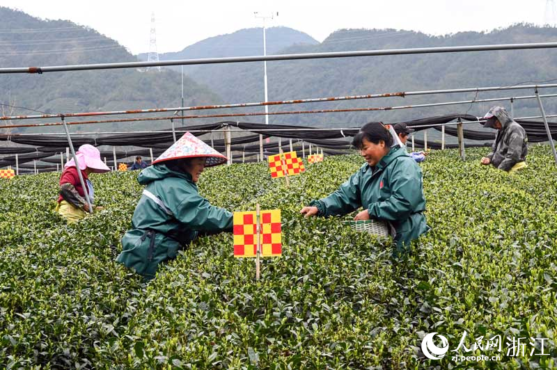 工人采茶忙。人民網記者 葉賓得攝