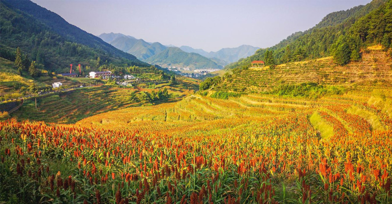 紅高粱梯田景觀。大溪邊鄉供圖