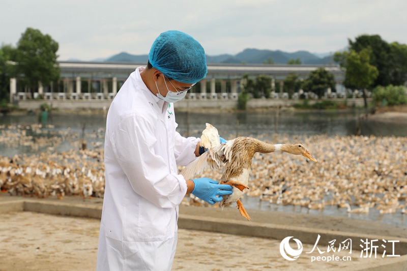 趙廣民正在檢查鴨子的健康狀況。人民網 方彭依夢攝