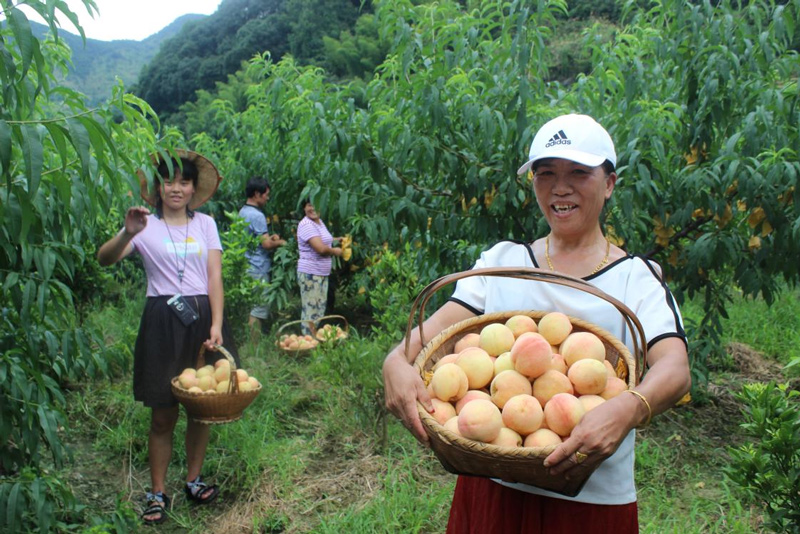 陽坑村村民分享采摘水蜜桃的喜悅。陽坑村供圖