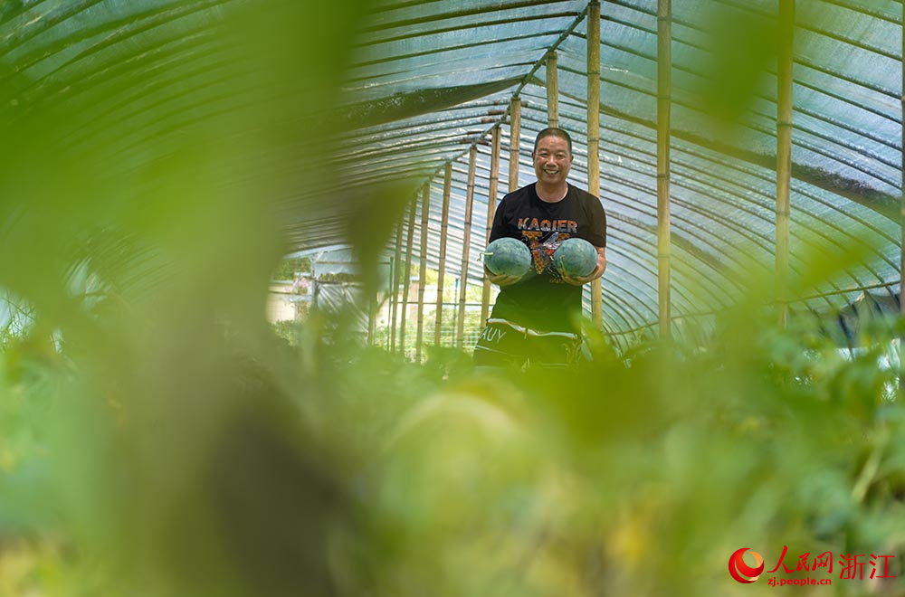 在臺州市黃巖區北洋鎮的一處西瓜大棚里，瓜農在采摘西瓜。人民網 章勇濤攝